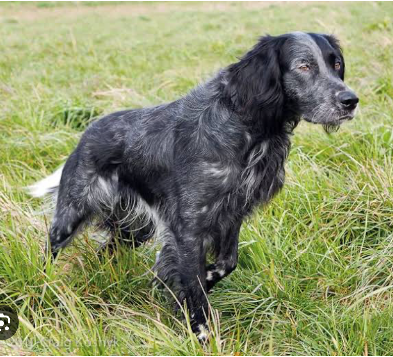 Physical Traits of the Blue Picardy Spaniel